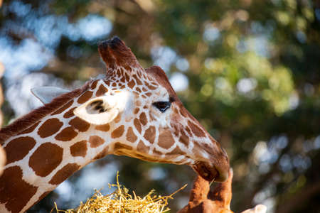 Portrait Masai family giraffes eat dry hay. Selective focus of Giraffa camelopardalis reticulata against beautiful blurred nature background. Close up Animal head of Giraffe chewing greenery in wildの写真素材