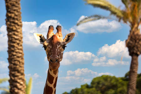 Portrait Masai family giraffes against a blue sky with white clouds and blurred green trees. Selective focus Giraffa camelopardalis reticulata in the African savannah. Head of a wild animal giraffe'sの写真素材