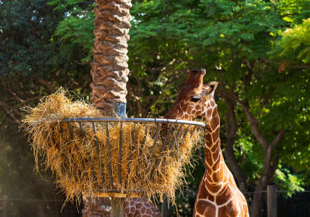 Young baby giraffe eat dry hay from a hay basket. Hay feeder for animals in the safari. Fantastic scene with cute small giraffe eating dry grass from a round hay feeder.の写真素材
