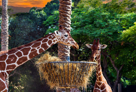 Father and Young baby giraffes eat dry hay from a hay basket. Metal feeder for animals feeding equipment against trees. Fantastic scene with cute small giraffe eating dry grass from a round hay feederの写真素材
