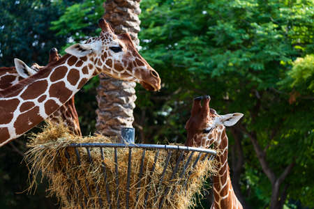 Couple of giraffes and Young baby giraffe eat dry hay from a hay basket. Metal feeder for animals feeding equipment. Cute Family of giraffes eating dry grass from a round hay feeder, walkingの写真素材