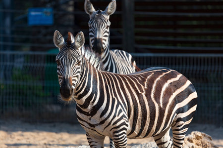 Selective focus shot of a zebras looking towards camera, Close up. A Headshot of a Burchell's Zebra. A wild mammal - Zebra Face with blurred background. Young beautiful zebra pair - Zoo animals.の写真素材