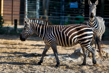 Selective focus shot of a Zebra running. close up. A Headshot of a Burchell's Zebra Standing On Field. A wild mammal - Zebra Face with blurred background. Young beautiful zebra pair. Zoo animals.の写真素材