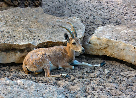 Cute mountain gazelle, Israel. Palestine mountain gazelle with horns looking down, running on a rock, smaller relatives of the antelope. Scientific name: Gazella gazella gazella. Goat on rockの写真素材
