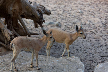 Cute Mountain gazelles walks up rocky bluff. Palestine mountain gazelle with horns running on rock, smaller relatives of the antelope. Scientific name: Gazella gazella gazella. Baby goat on rockの写真素材