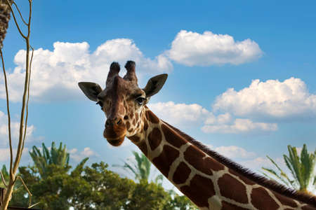 Giraffe neck and head looking at the camera against the clear blue sky with white clouds and blurred green trees. Headshot of a Masai Giraffe with space for text. Cute face of a wild animal giraffe'sの写真素材
