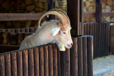 A funny interested white horned goat peeks out from behind the fence. The concept of farming and animal husbandry. Close up of Adult Goat with big horns in wooden shed. life on farm. selective focusの写真素材