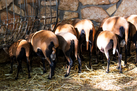 Funny view of the buttocks of goats lined up while eating feed on a farm. A group of goats in a pen near the trough. Livestock farming. Goats kept for meat and milk. Brown goat eats hay or grass.の写真素材