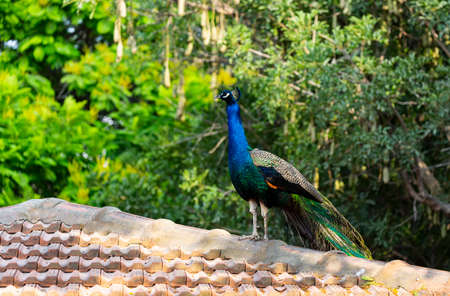 A peacock sitting on a roof against a background of green trees. A low angle shot of a gorgeous peacock perched on a roof. Majestetic male peacock bird (pavo cristatus) sits on a roof in a forest.の写真素材