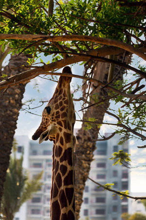 Masai giraffe (Giraffa camelopardalis) eating leaves against the backdrop of the city. A gorgeous giraffe stretched its neck to reach the higher branches. Vertical shot of Giraffe to the cityの写真素材