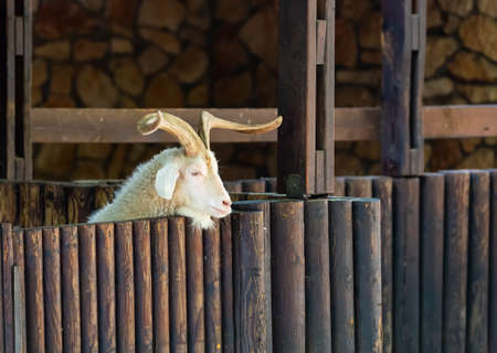 A funny interested white horned goat peeks out from behind the fence. The concept of farming and animal husbandry. Close up of Adult Goat with big horns in wooden shed. life on farm. selective focusの写真素材