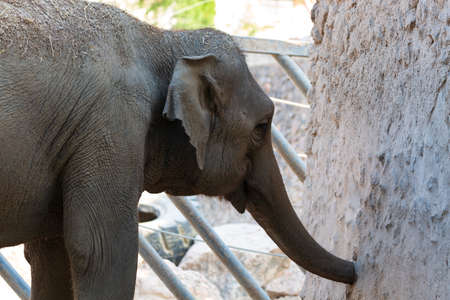 Portrait of elephant drinks from cement well to get fresh drinking water. Close up view of African Elephant drinking water in zoo. Feeding animals at outdoor safari park on warm summer day.の写真素材