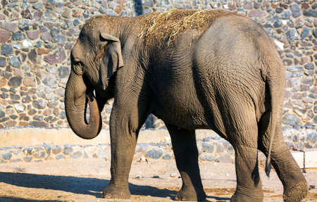 Side view shot of elephants in the morning. view of the elephant's backside, evening light hitting the elephant's belly from the side. profile of African Huge brown gray elephant standing on dry sandの写真素材