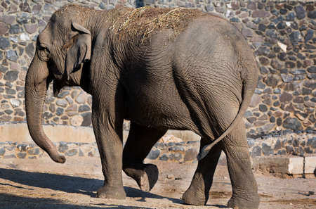 Selective focus of elephants walking in zoo. Side view shot of the elephant's backside against a stone wall background. profile of African Huge gray elephant standing on dry sand raising its front legの写真素材