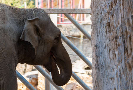 Elephant profile Eating against a stone wall background. Selective focus of elephants drinks from cement well to get fresh drinking water. African Huge gray elephant's face, trunk and open mouth.の写真素材