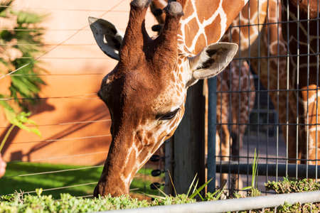 Giraffe head face, Headshot. funny beautiful Giraffe eating luscious green grass on a sunny day. Close up of African Giraffe Eating leaves on branch, bushes. Feeding. During daytime photo. wildlife.の写真素材
