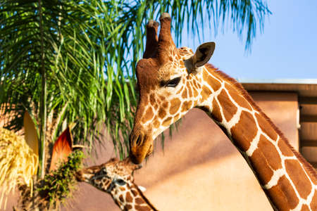 Selective focus of Giraffe in front of some green trees and blue sky, looking at the camera as if to say - Are you looking at me? With space for text. Portrait of a Giraffe smiles on a cloudy day.の写真素材