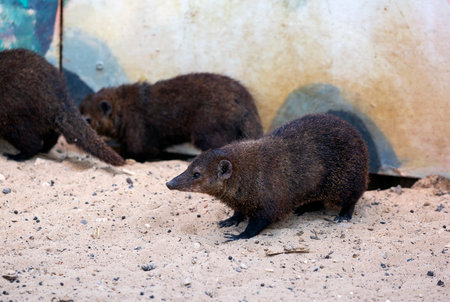 Close up of Precious Little Dwarf Mongoose Laying Down on sand. The common kusimanse (Crossarchus obscurus) is a small, diurnal kusimanse or dwarf mongoose. Selective focus of mongooses in the wild.の写真素材