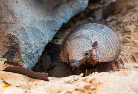 Close up of Precious Little Dwarf Mongoose Laying Down on sand. The common kusimanse (Crossarchus obscurus) is a small, diurnal kusimanse or dwarf mongoose. Selective focus of mongooses in the wild.の写真素材