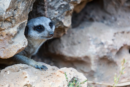 Wild Suricata suricatta in hole on sand looking up at the camera. Portrait of Meerkat's moving out from rock. Adult Meerkat sitting at cave entrance. Front view Meerkat. selective focus. copy spaceの写真素材
