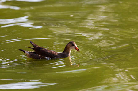 This image shows cute duck in the sunny day. The duck are swimming in a small lake. Side view of a Mallard floating on the water. Duck in water, Selective focus with shallow depth of field.の写真素材