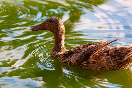 Cute duck on the river with bokeh background. The duck are swimming in a small lake. Side view of a Mallard floating on the water. Duck in water looking for food swimming on the lake. selective focusの写真素材