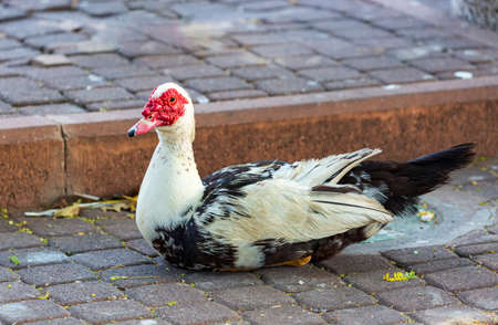 Image of white Indoda in the yard of the chicken coop looks at the camera. Barbary Male duck outdoors in yard on bright sunny summer day. Musky duck or Indoda Barbary with red nasal corals on walkの写真素材