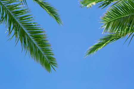 Part of green palm leaf branches on the top side of the frame in the plain clear sky background with copy space, creative summer design, template. Frame from trees branch against tropical blue skyの写真素材