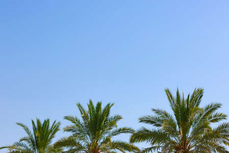 Palm trees in Israel at the Dead sea. Part of palm leaves on the bottom side of the frame in the plain clear blue sky background with copy space, creative summer design, template. border frameの写真素材