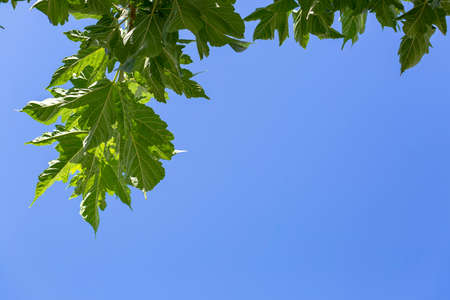 Green foliage against the clear blue sky on a bright sunny day. The freshness leaves for background,...