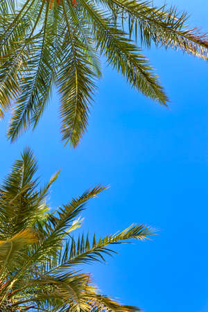 A vertical shot of green palm tree leaves isolated on against the clear blue sky on bright sunny day. The freshness foliage for background, border, palms branches frame, copy space and selective focusの写真素材