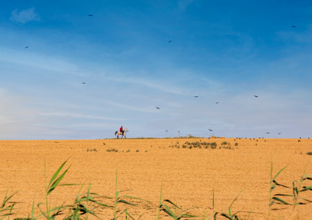 Horse and rider galloping across the sandy field. A beautiful rider on a white stallion gallops across a field before sunset with a crows flying above. Cowboy running in the mountains on his horseの写真素材