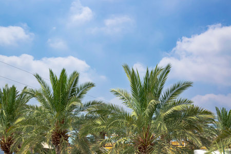 View of date palm trees against tropical sky. Looking up at the tops of palm tree in sunlight. Green palm branches in the blue sky background with copy space, creative summer design, travel template.の写真素材