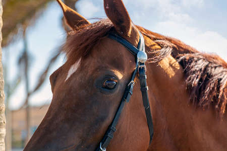 Close up face portrait of brown arabian horse mare with harness and black leather bridle. Chestnut horse looking at camera. The horse looks forward with raised ears. Head animal, horse's eyeの写真素材