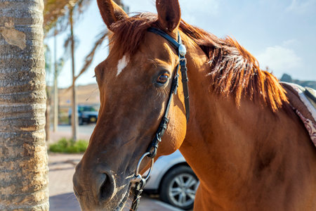 Bay horse in black leather bridle portrait. Close up face of brown arabian horse mare with harness. Chestnut horse looking at camera. Horse looks forward with raised ears. Head animal, horse's eyeの写真素材