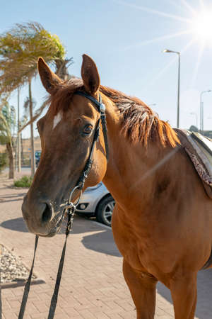 Close up face of horse in black leather bridle portrait. Brown Arabian horse mare with harness. Chestnut horse looking at camera. Horse looks forward with raised ears. Head animal with long mane.の写真素材