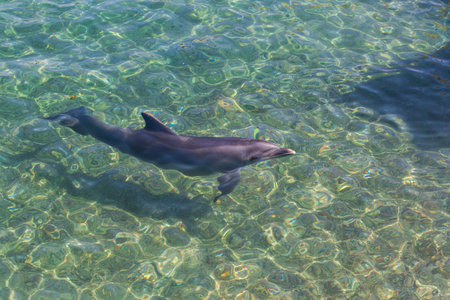 Dolphin swimming in Red Sea, Eilat,Israel. Dolphin Reef where bottlenose dolphins in the Gulf of Eilat near the city of Eilat top view top Common bottlenose dolphin swimming. Dolphins Jumping From Seaの写真素材