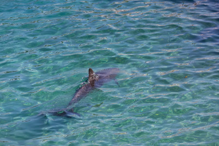 Dolphin fin. Dolphin swimming in Red Sea and hunting for fish. Dolphins swim from the water. Beaked common dolphin scientific name Common bottlenose dolphin in the Gulf near the city of Eilat, Israelの写真素材