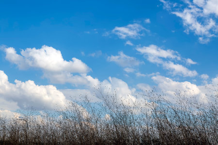 Grass against blue sky and white cloud. nature background. Grass field in fall. Beautiful view of dry tall grass on cloudy spring day against backdrop of clouds. Dark silhouettes of an inflorescenceの写真素材