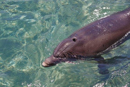The breath of the dolphin. Water droplets being exhaled by a dolphin as it surfaces off Red sea, Israel. Close up dolphin emerged from the depths and exhaled a fountain of water. blowhole of dolphinsの写真素材