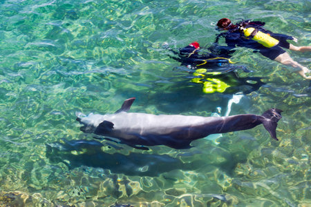 Friendly dolphin emerges from the water. Playful animal swims under Red Sea. Beautiful dolphin in blue transparent water. Very friendly marine animal. Diving with aqualung lesson, instructor scubaの写真素材