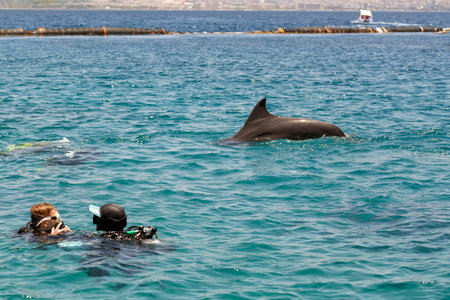 Beautiful dolphin in blue transparent water. Very friendly marine animal. Diving with aqualung lesson, instructor scuba. Friendly dolphin emerges from the water. Playful animal swims in Red Sea.の写真素材