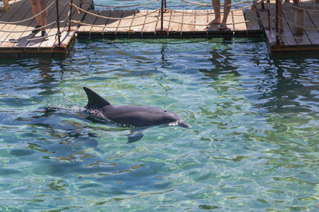 A single wild dolphin in clear greenish water in Red Sea. Two individuals observe from a wooden platform. The dolphin's fin and back are visible above the water, showcasing its smooth, gray skinの写真素材