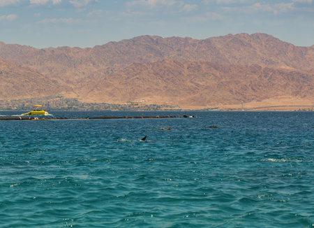 A pod of dolphins is playfully swimming in the azure waters of a calm sea, with a backdrop of a mountainous coastline and a blue sky. A yellow boat floats nearby, suggesting the presence of touristsの写真素材