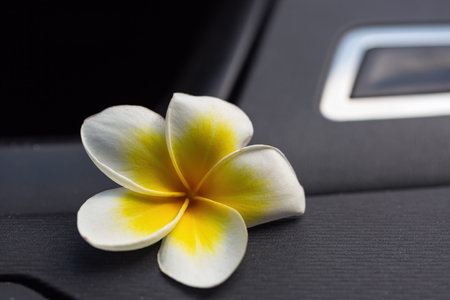 Plumeria flower in full bloom resting on the interior of a car. The flower white petals with yellow centers contrast beautifully against the dark upholstery cars add to aesthetic appeal of the imageの写真素材