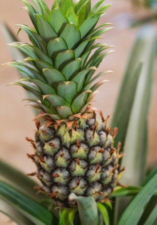 The pineapple, surrounded by green leaves, is not fully ripe, as indicated by its green and brown coloration. The textured surface of the pineapple is clearly visible. The crown of the pineappleの写真素材