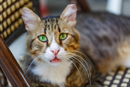 A tabby cat with striking green eyes is comfortable lounging on a wicker chair. The cats relaxed posture and attentive gaze. Cat with mesmerizing green eyes and its whiskers are prominently displayedの写真素材