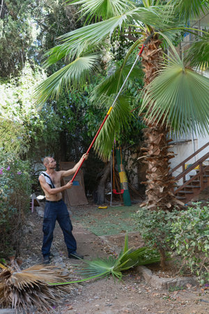 Man trimming a palm tree with a long pole saw in a garden setting. He is wearing dark pants and engaged in cutting down large palm fronds. Gardening with tools used for pruning leavesの写真素材