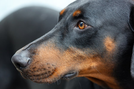 Close up portrait of a black and tan Doberman Pinscher face, showcasing the dog's intense gaze and sleek, shiny coat. The focus is on the dog eye and muzzle, highlighting its distinctive markingsの写真素材