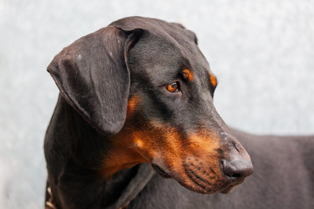 A close up of a black and tan Doberman Pinscher, emphasizing its piercing gaze and glossy coat. The image centers on the dog's eye and muzzle, accentuating its unique markings. Doberman dog portraitの写真素材